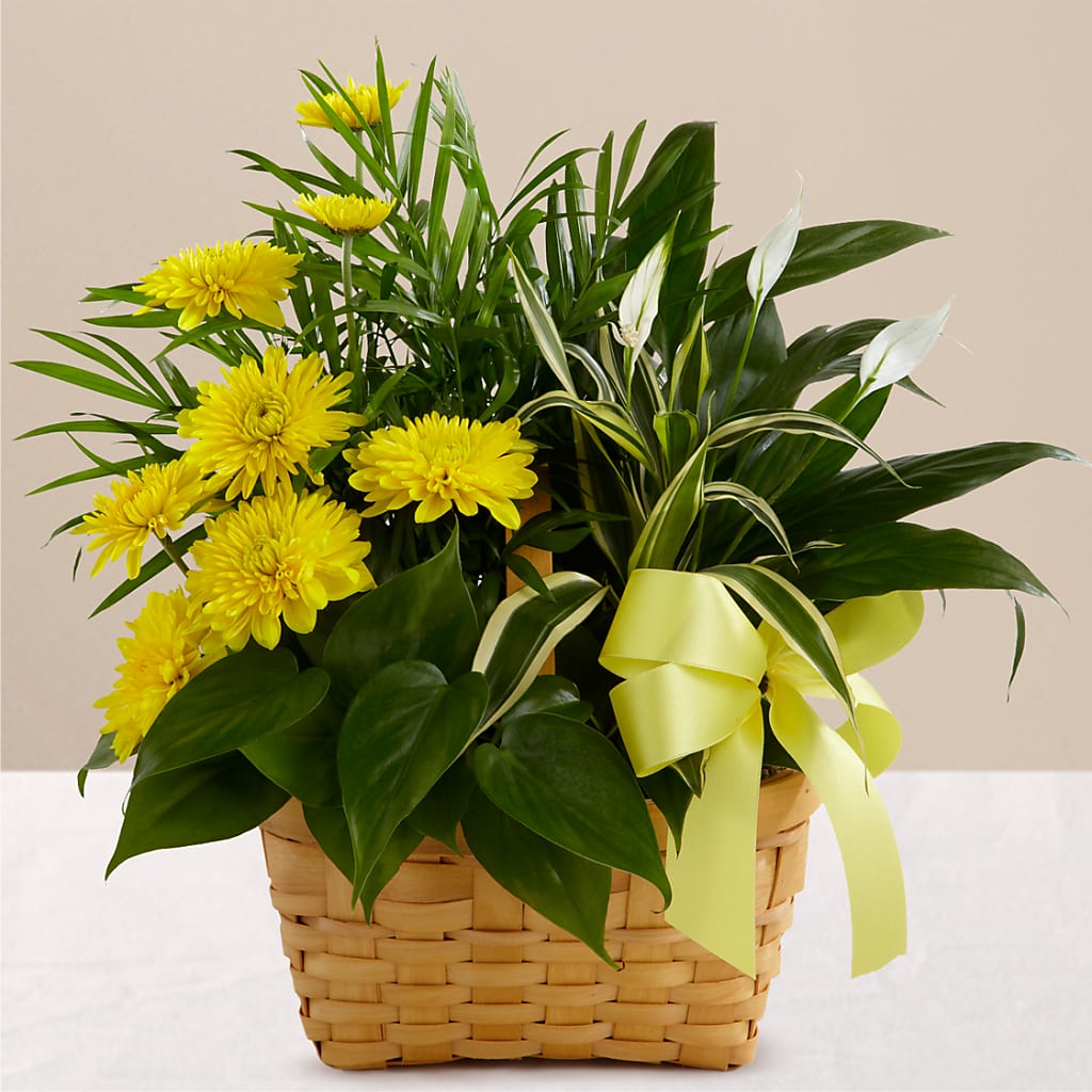 Loving Light Dishgarden – TOWN CENTER FLORIST & GIFTS INC, Orlando FL