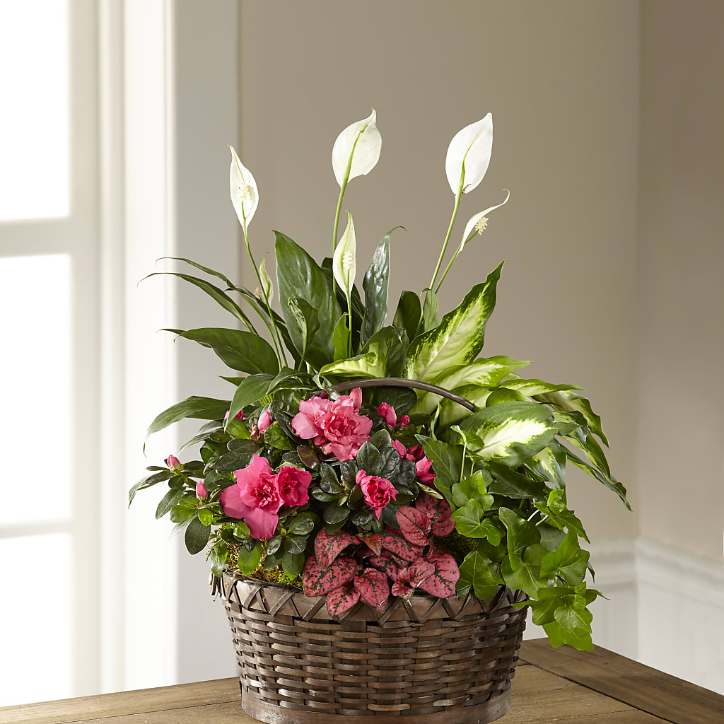 Dream in Pink Dishgarden – TOWN CENTER FLORIST & GIFTS INC, Orlando FL