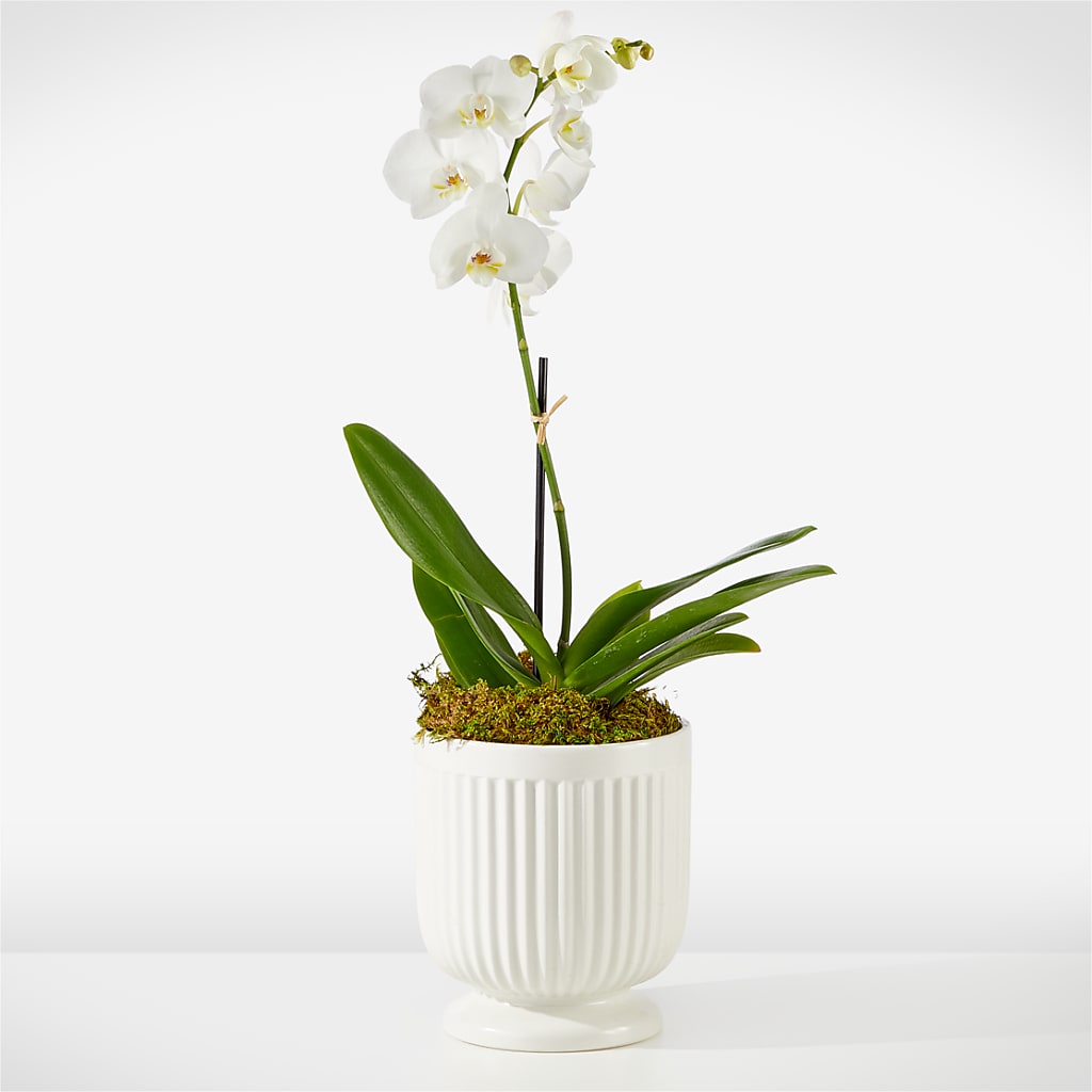 Whispering White Orchid – TOWN CENTER FLORIST & GIFTS INC, Orlando FL