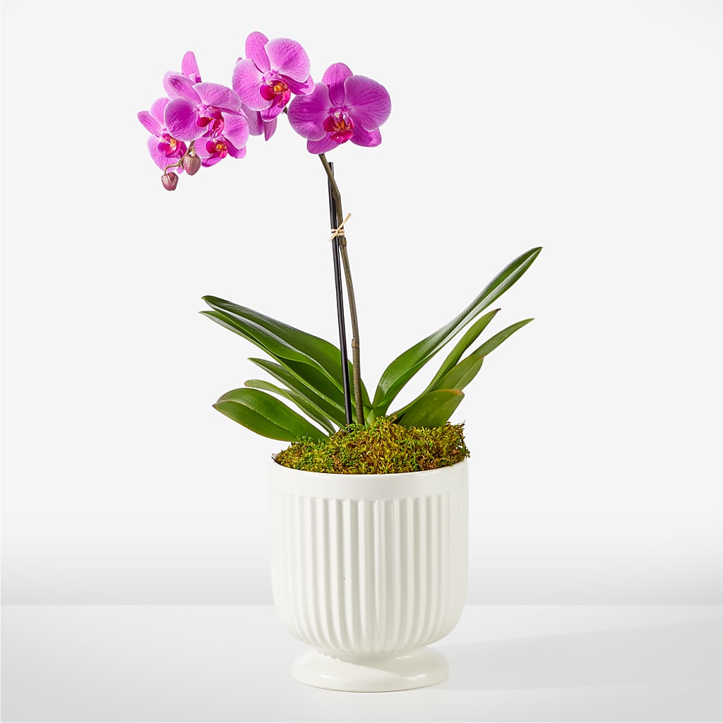 Friendly Fuchsia Orchid – TOWN CENTER FLORIST & GIFTS INC, Orlando FL