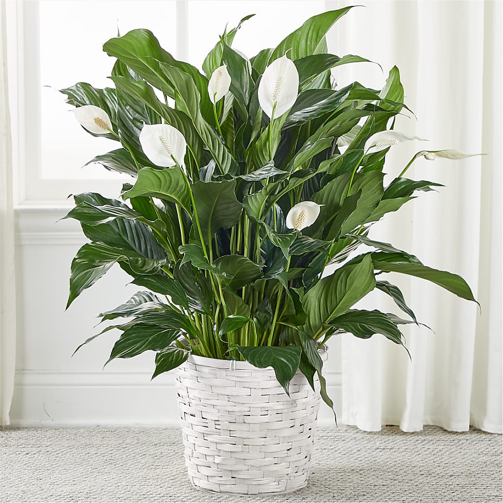 A New Leaf Peace Lily – TOWN CENTER FLORIST & GIFTS INC, Orlando FL
