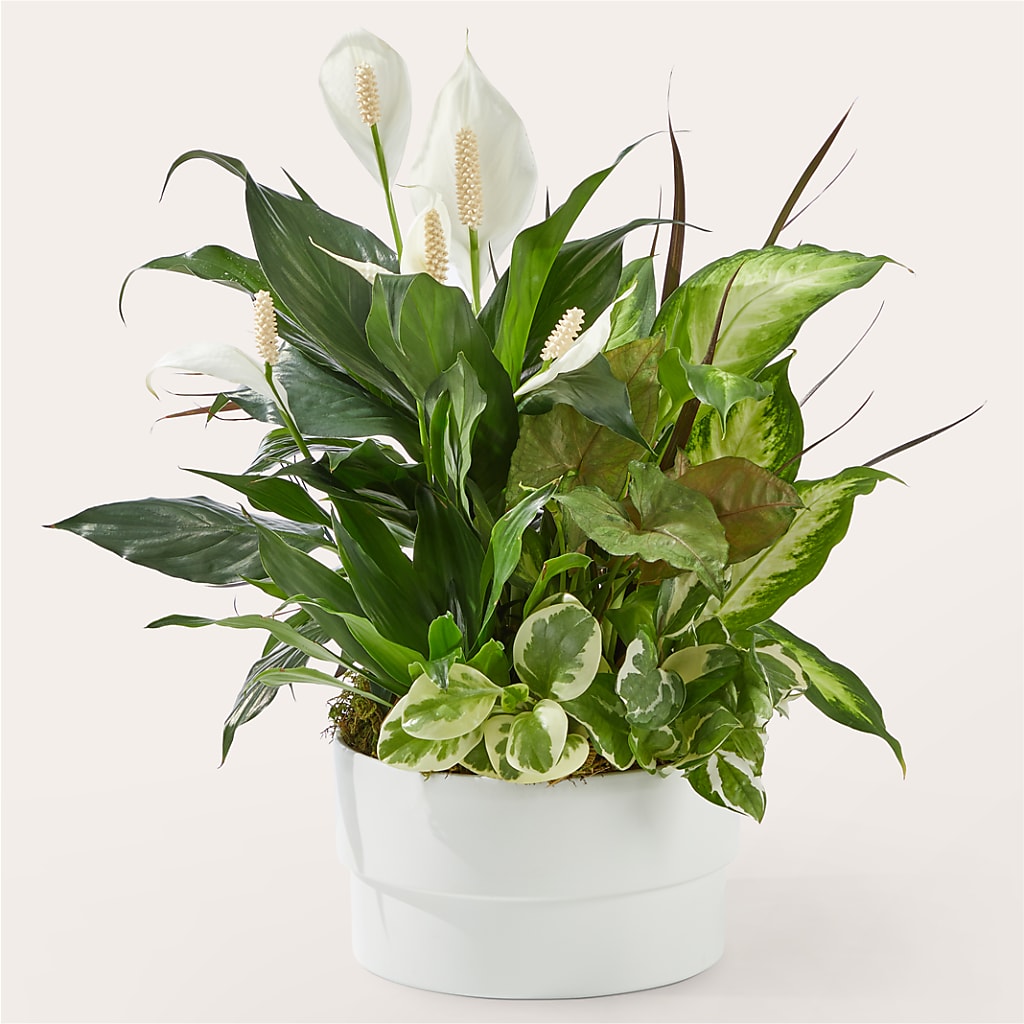 Radiating Positivity Dishgarden – TOWN CENTER FLORIST & GIFTS INC, Orlando FL