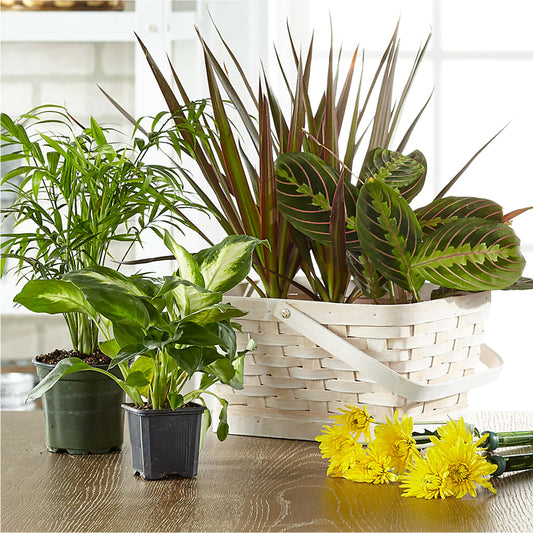 Florist Designed Blooming and Green Plants in a Basket – TOWN CENTER FLORIST & GIFTS INC, Orlando FL