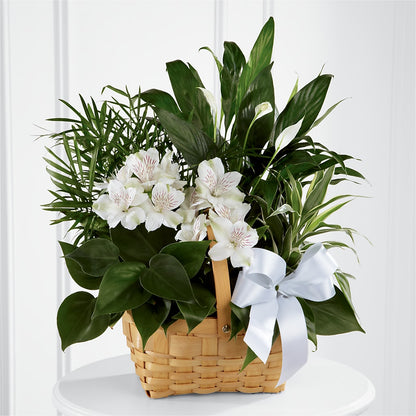 Peace & Serenity Dishgarden – TOWN CENTER FLORIST & GIFTS INC, Orlando FL