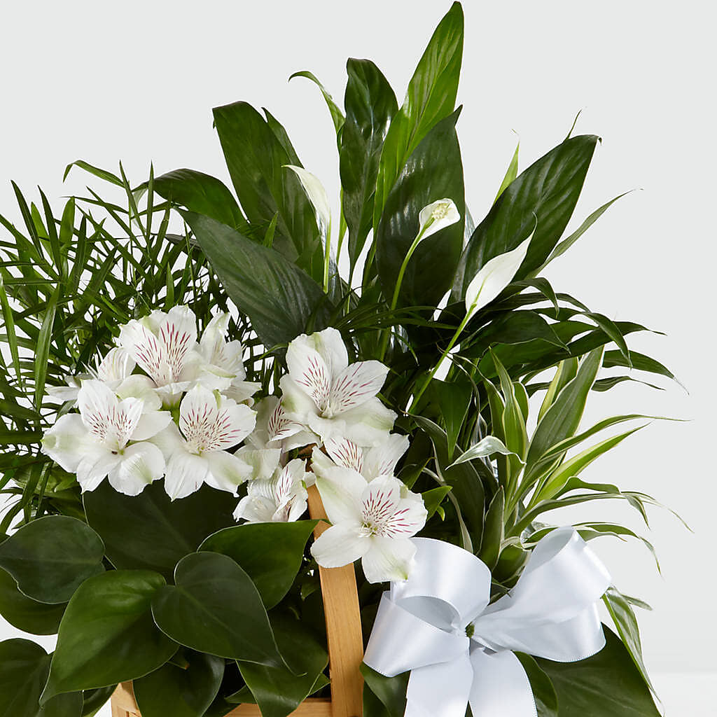 Peace & Serenity Dishgarden – TOWN CENTER FLORIST & GIFTS INC, Orlando FL