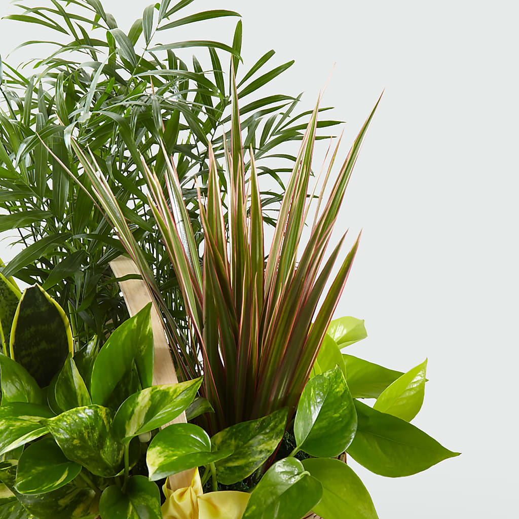 French Garden – TOWN CENTER FLORIST & GIFTS INC, Orlando FL
