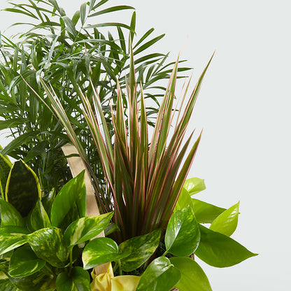 French Garden – TOWN CENTER FLORIST & GIFTS INC, Orlando FL