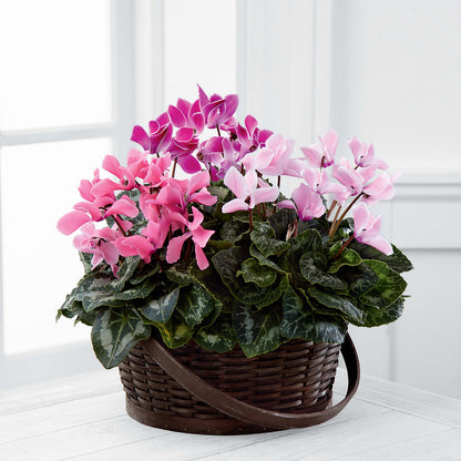Mixed Cyclamen Planter – TOWN CENTER FLORIST & GIFTS INC, Orlando FL