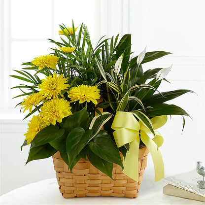 Loving Light Dishgarden – TOWN CENTER FLORIST & GIFTS INC, Orlando FL