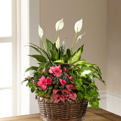 Dream in Pink Dishgarden – TOWN CENTER FLORIST & GIFTS INC, Orlando FL
