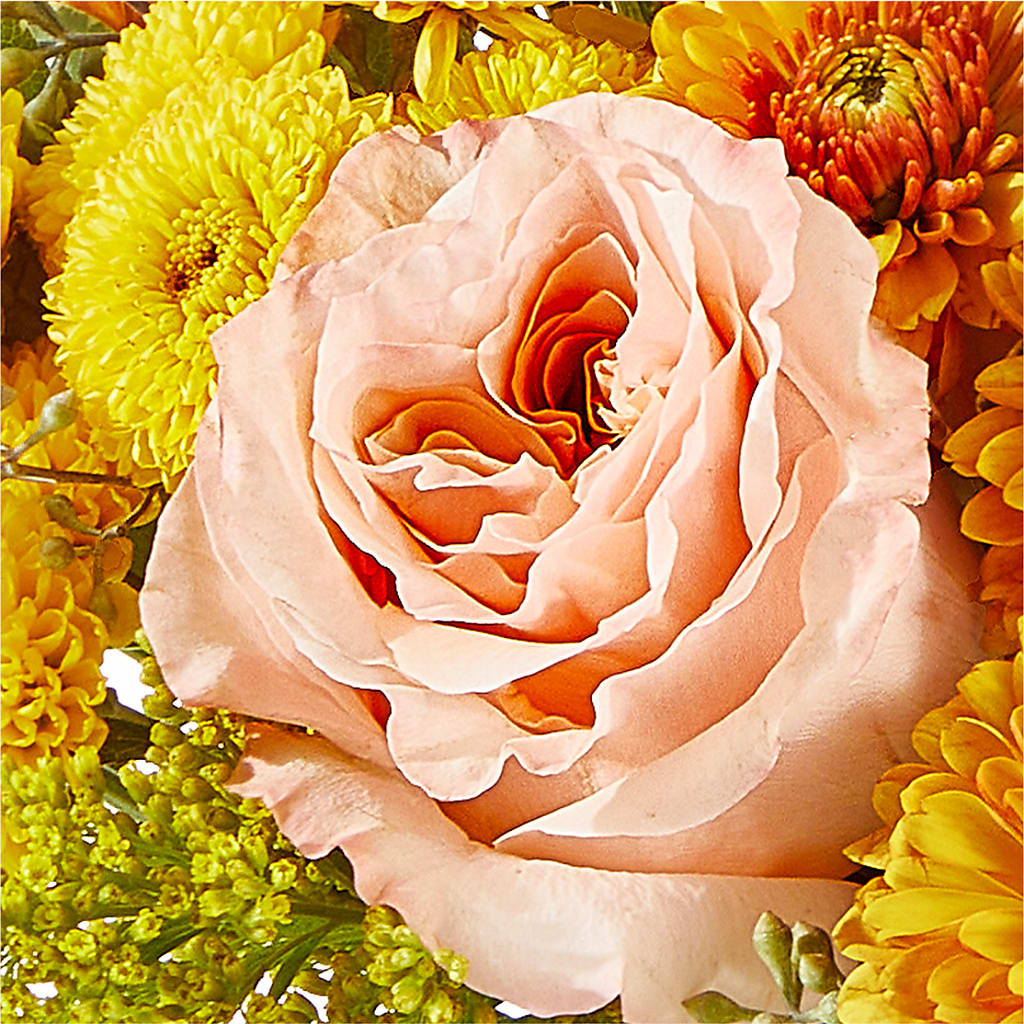 Peachy Pumpkin – TOWN CENTER FLORIST & GIFTS INC, Orlando FL