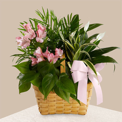 Living Spirit Dishgarden – TOWN CENTER FLORIST & GIFTS INC, Orlando FL