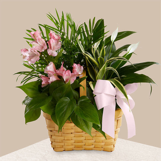 Living Spirit Dishgarden – TOWN CENTER FLORIST & GIFTS INC, Orlando FL