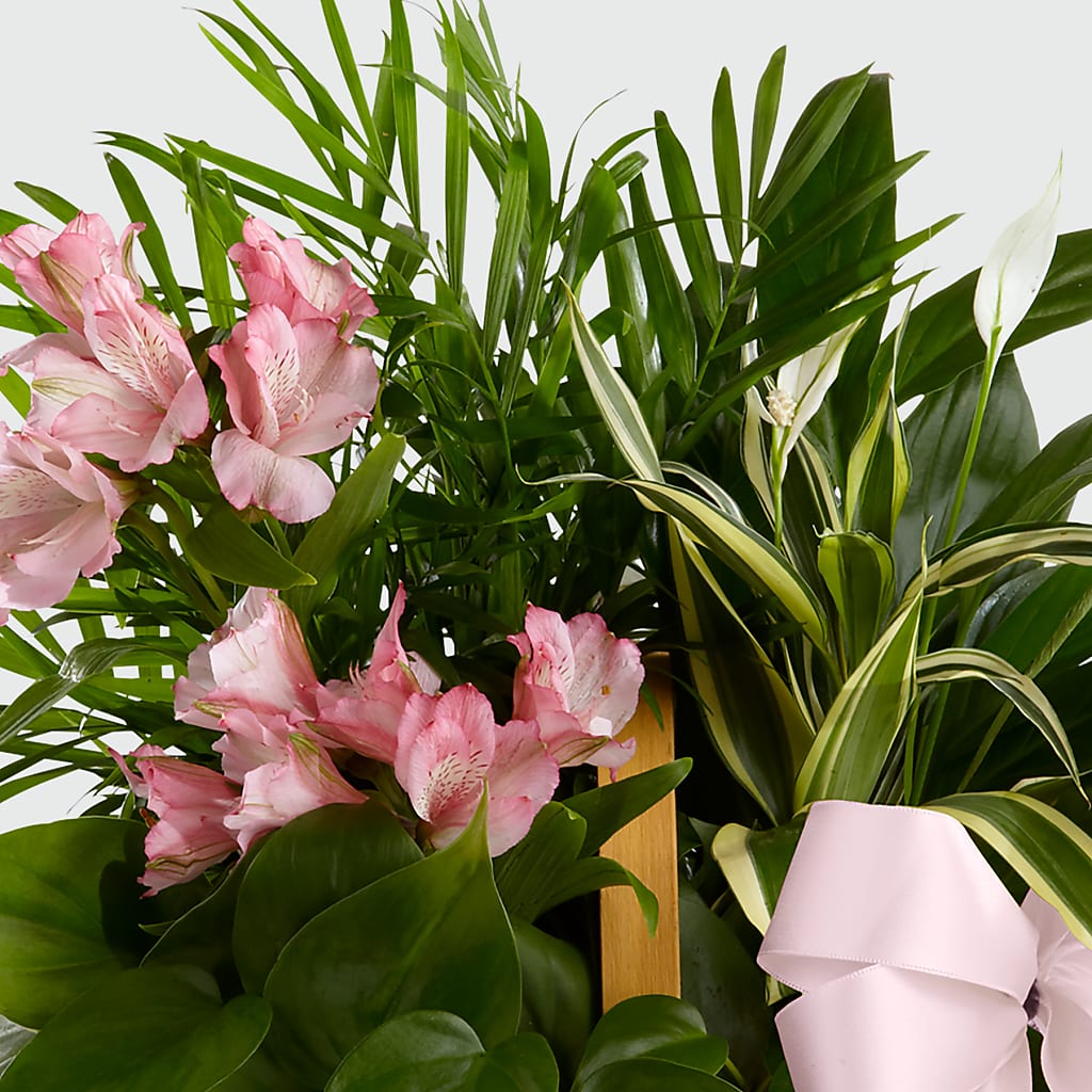 Living Spirit Dishgarden – TOWN CENTER FLORIST & GIFTS INC, Orlando FL