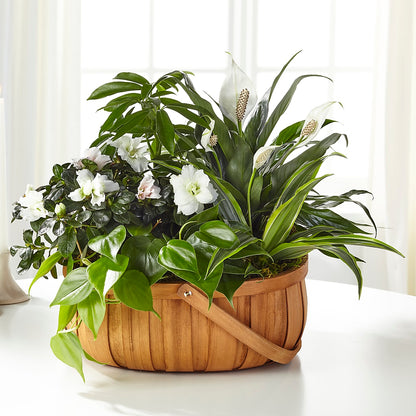 Serene Dishgarden – TOWN CENTER FLORIST & GIFTS INC, Orlando FL