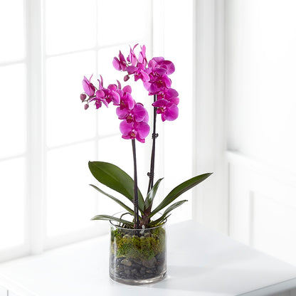 Pink Orchid Plant – TOWN CENTER FLORIST & GIFTS INC, Orlando FL