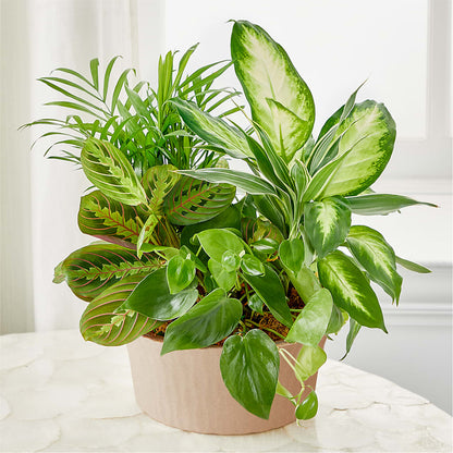Balance & Harmony Dishgarden – TOWN CENTER FLORIST & GIFTS INC, Orlando FL