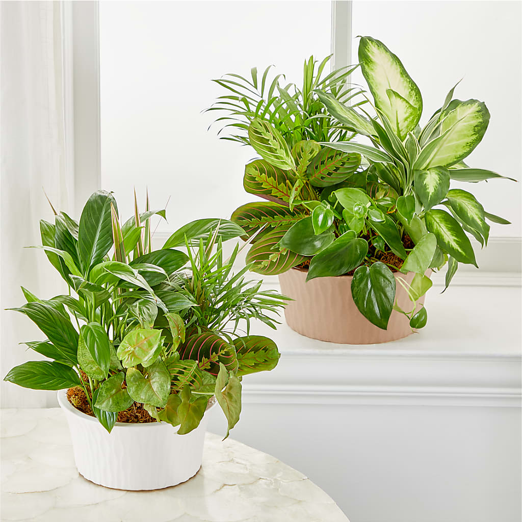 Balance & Harmony Dishgarden – TOWN CENTER FLORIST & GIFTS INC, Orlando FL