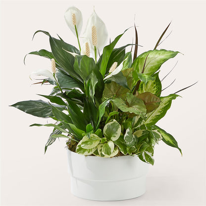 Radiating Positivity Dishgarden – TOWN CENTER FLORIST & GIFTS INC, Orlando FL